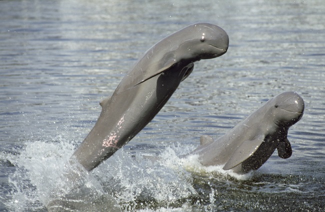 Irrawaddy Dolphin, Thailand